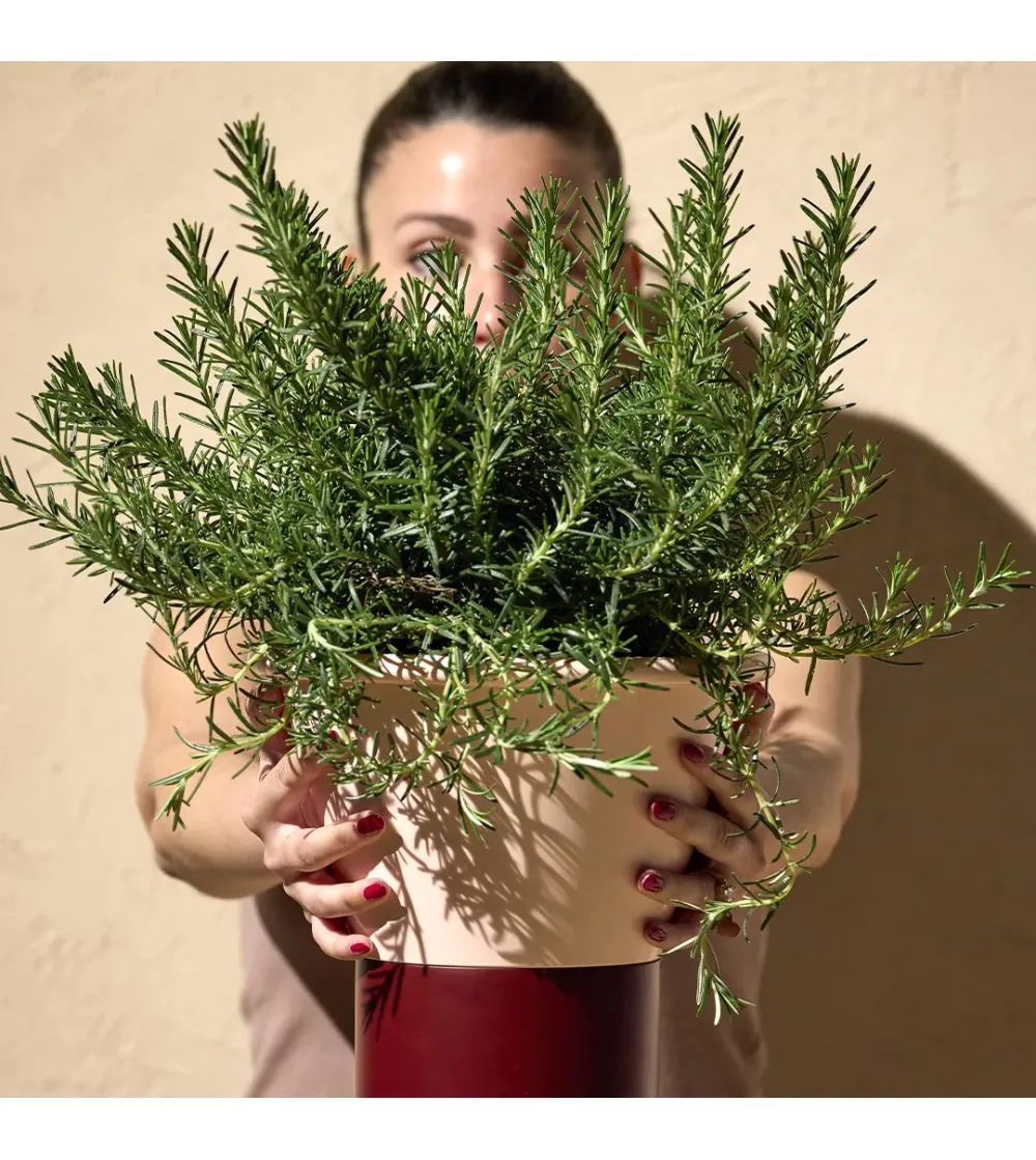 Florero Mimosa H25 - SCAB
