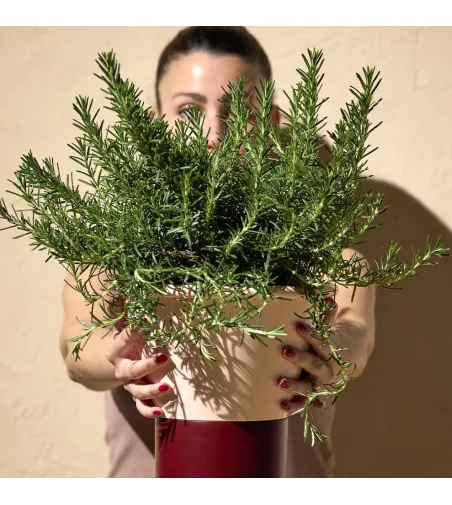 Vase Mimosa H25 - SCAB